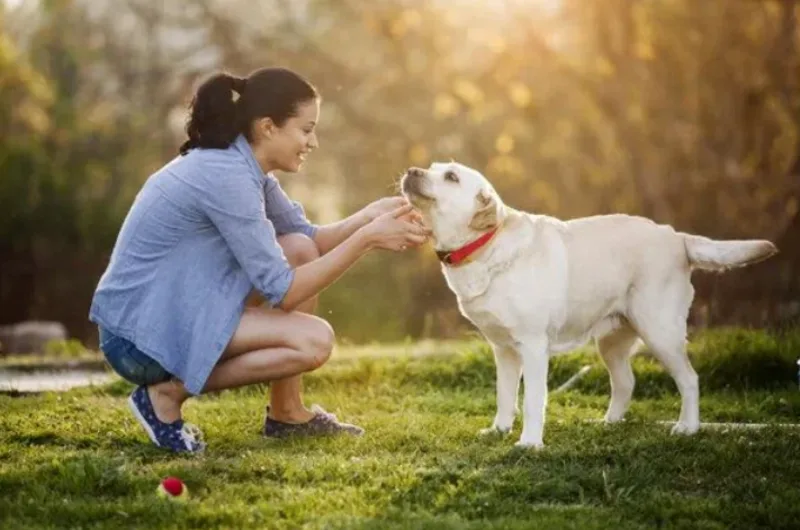 Khi gặp lại chủ, chó thường vẫy đuôi mạnh do sự phấn khích, cảm giác quen thuộc và mối liên kết xã hội hình thành với người chăm sóc.